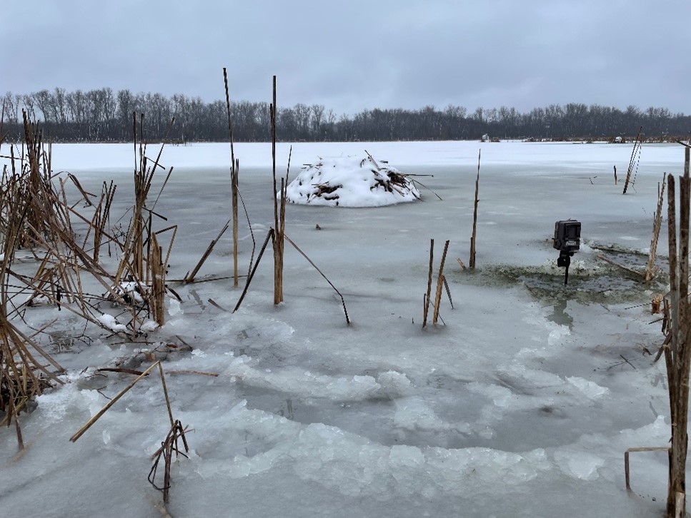 DeGregorio Muskrat Den.jpg